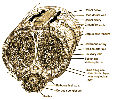 penis cross section