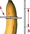 Penis measuring - girth