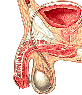 penis anatomy - side