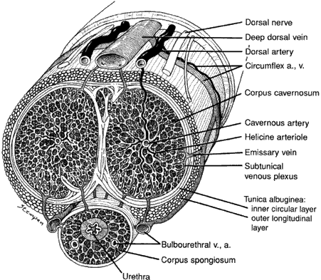 penis cross section